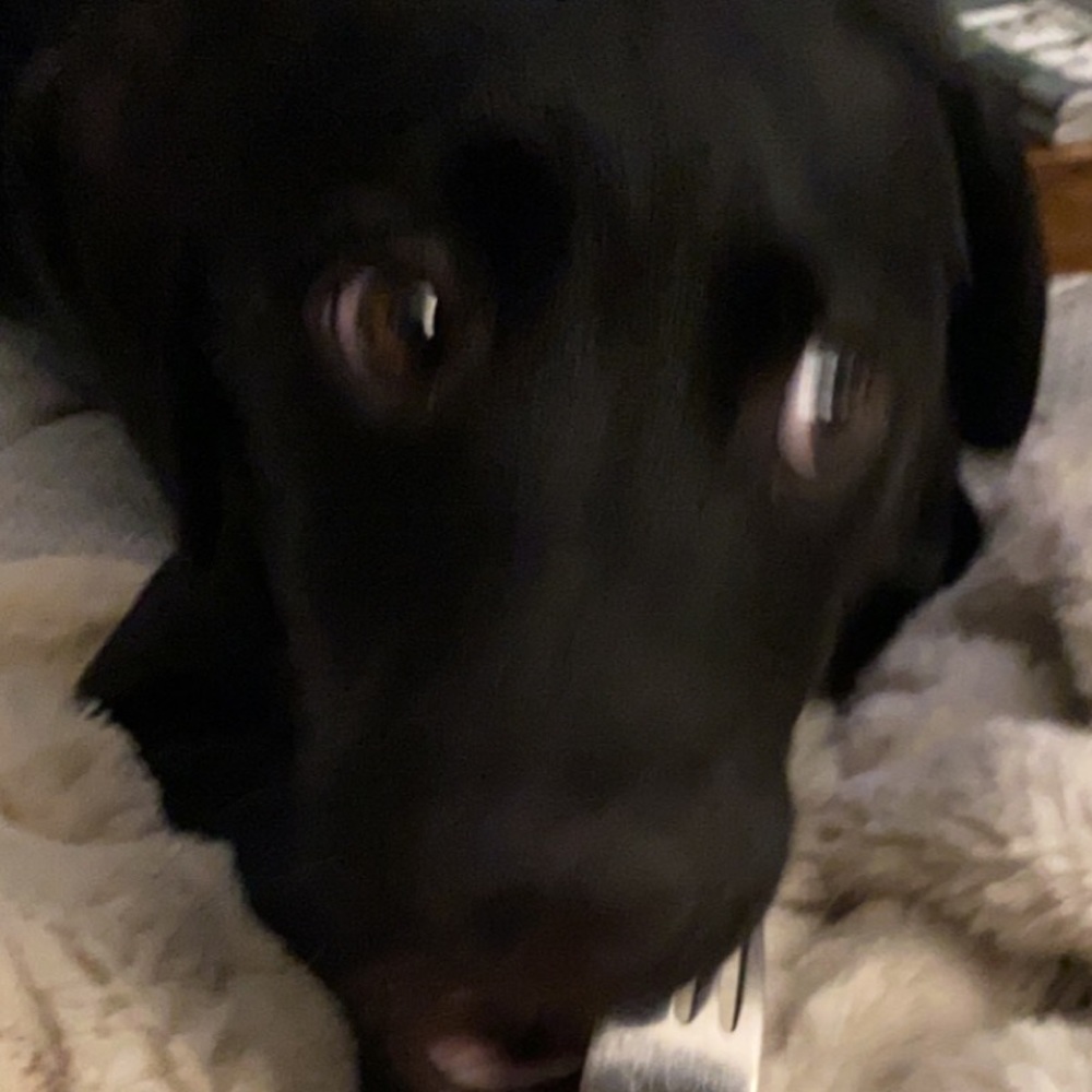 Meet your Posher, Mason